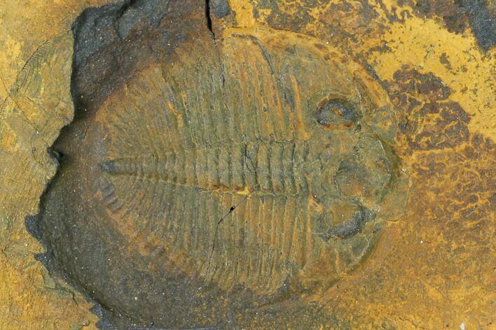 Ogygiocarella Trilobite Fossil - Wales, Great Britain #144814